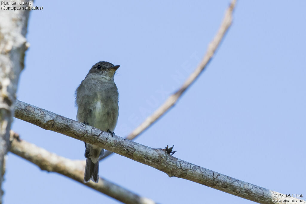 Western Wood Pewee, pigmentation, Behaviour