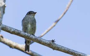 Western Wood Pewee