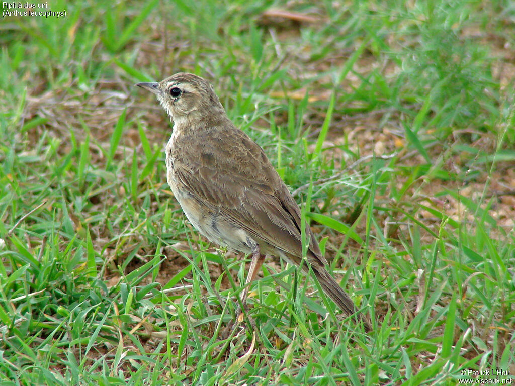 Pipit à dos uni