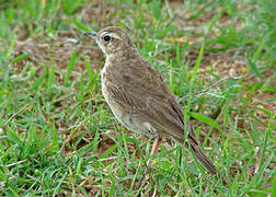 Plain-backed Pipit