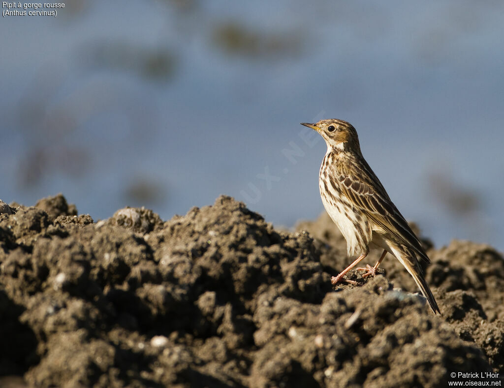 Pipit à gorge rousseadulte internuptial