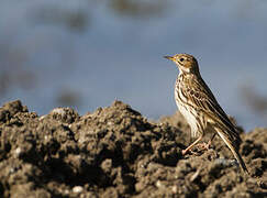 Red-throated Pipit