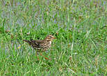 Pipit à gorge rousse