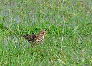 Pipit à gorge rousse