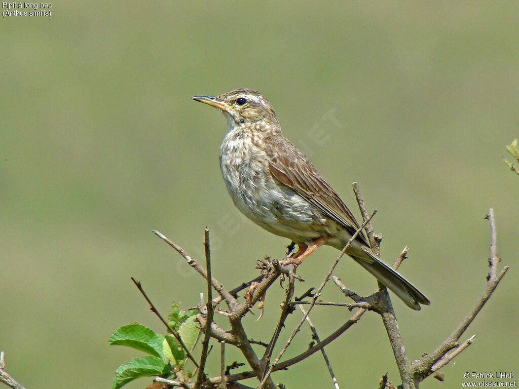 Pipit à long bec