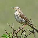 Pipit à long bec