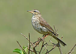 Long-billed Pipit