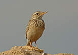 Pipit africain