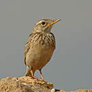 Pipit africain