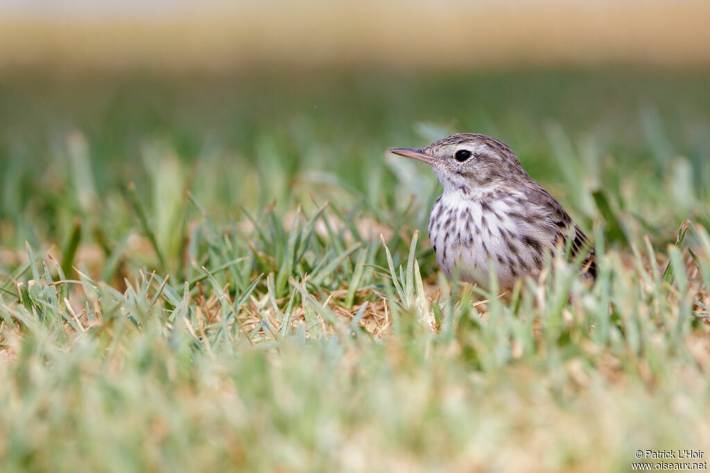 Berthelot's Pipit