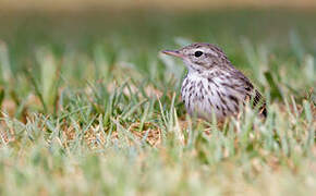 Berthelot's Pipit