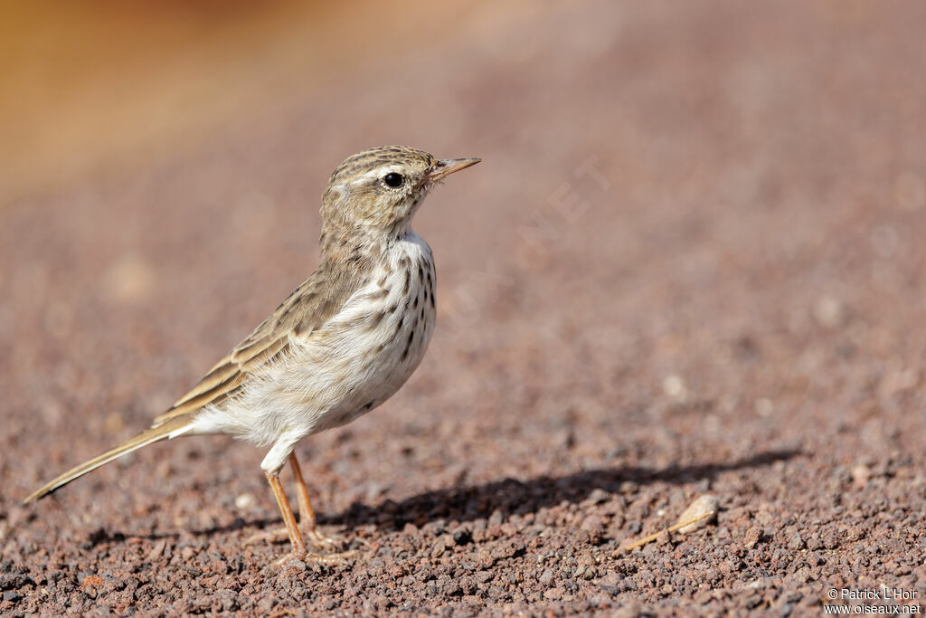 Berthelot's Pipit