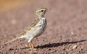 Berthelot's Pipit