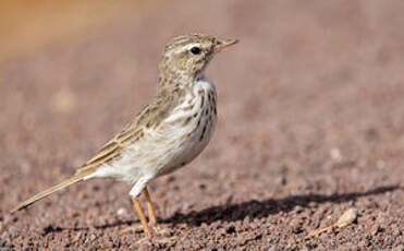 Pipit de Berthelot