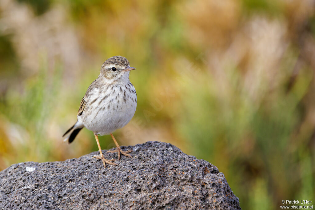 Pipit de Berthelot