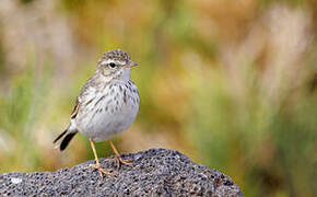 Berthelot's Pipit