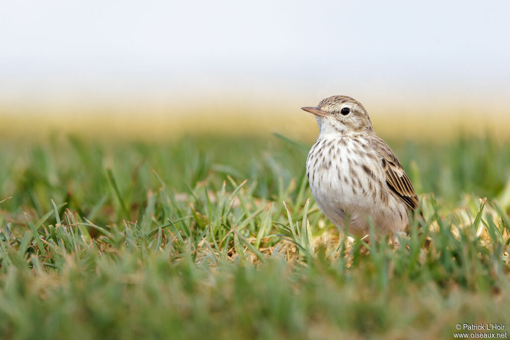 Pipit de Berthelot