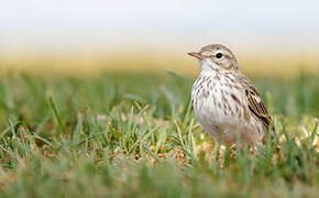 Berthelot's Pipit