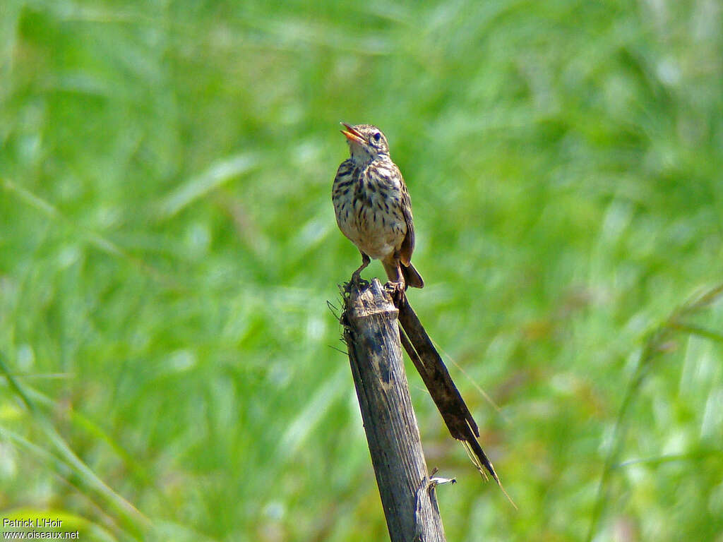 Malindi Pipitadult, song