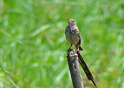 Malindi Pipit