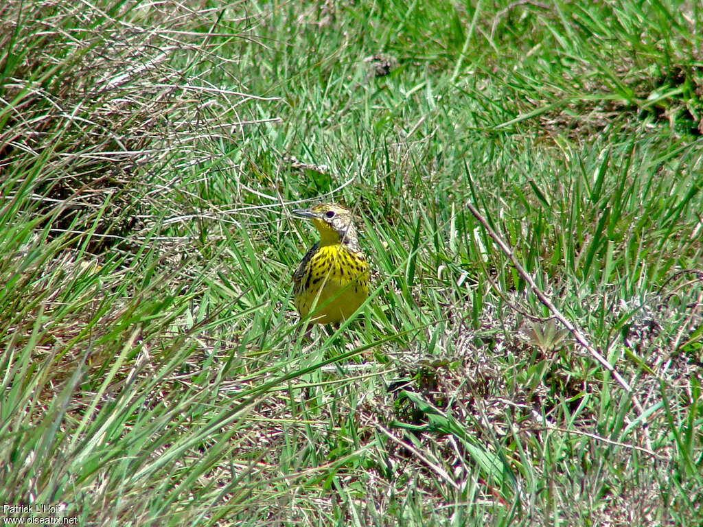 Sharpe's Longclaw male adult, habitat, pigmentation