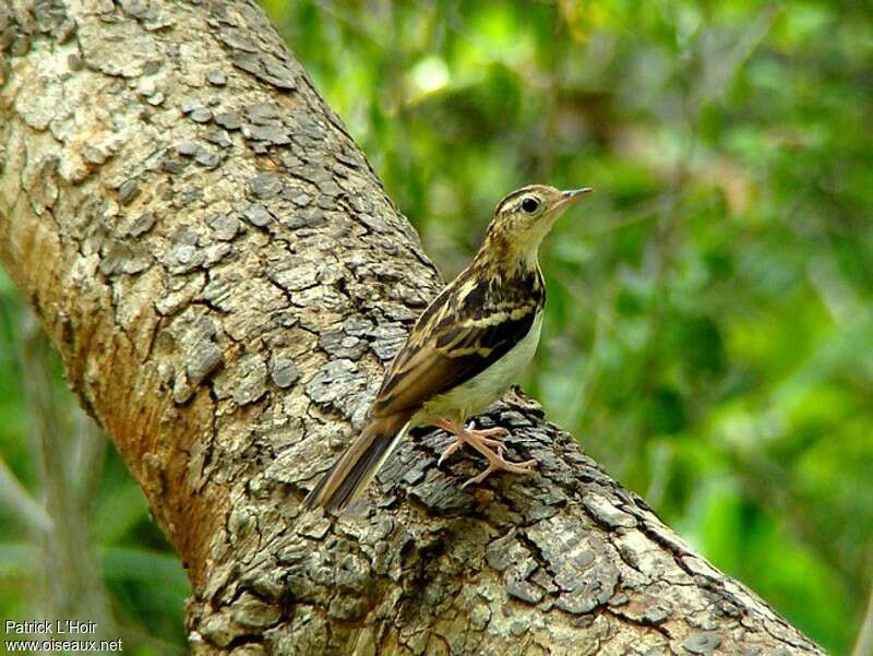 Pipit de Sokokeadulte, identification