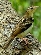 Sokoke Pipit