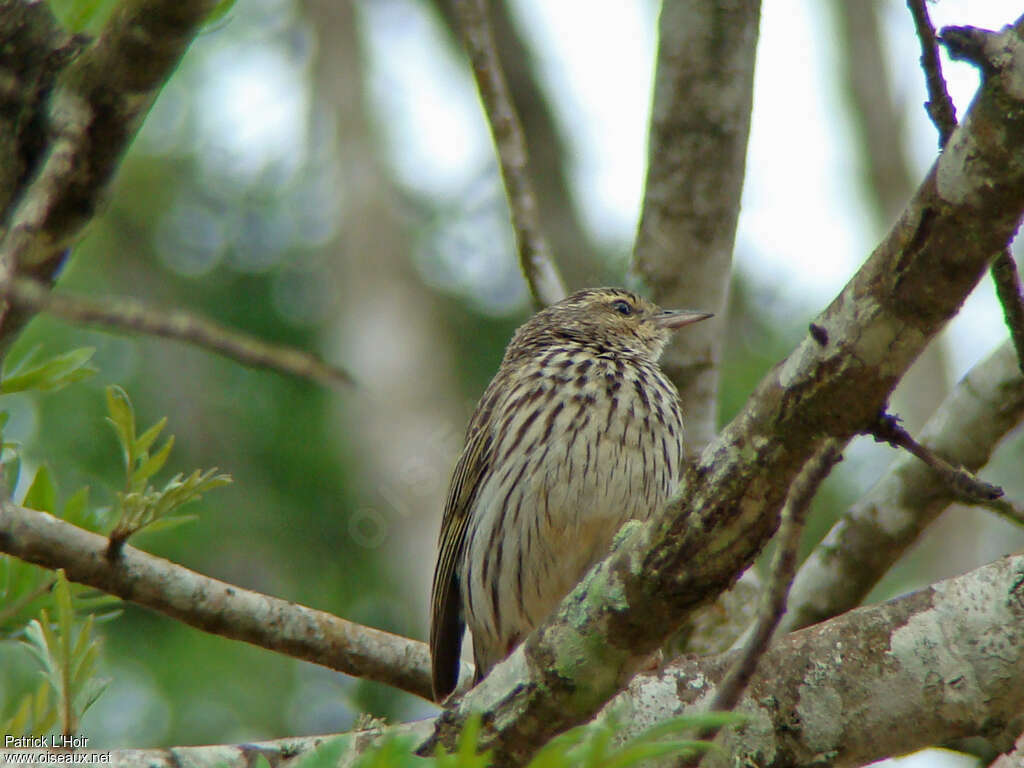 Striped Pipit, habitat, pigmentation