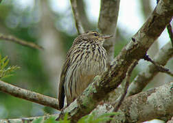 Striped Pipit