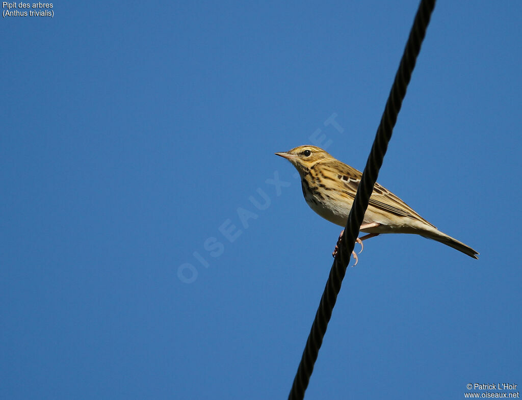 Pipit des arbresadulte