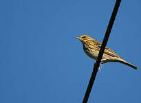 Pipit des arbres