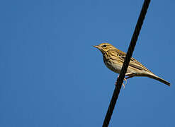 Pipit des arbres