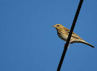 Pipit des arbres