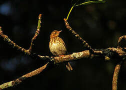 Pipit des arbres