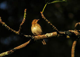 Pipit des arbres