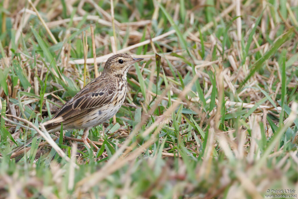 Pipit des arbres