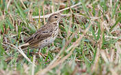 Pipit des arbres