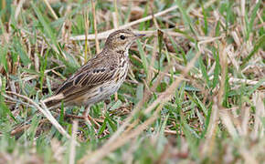 Tree Pipit