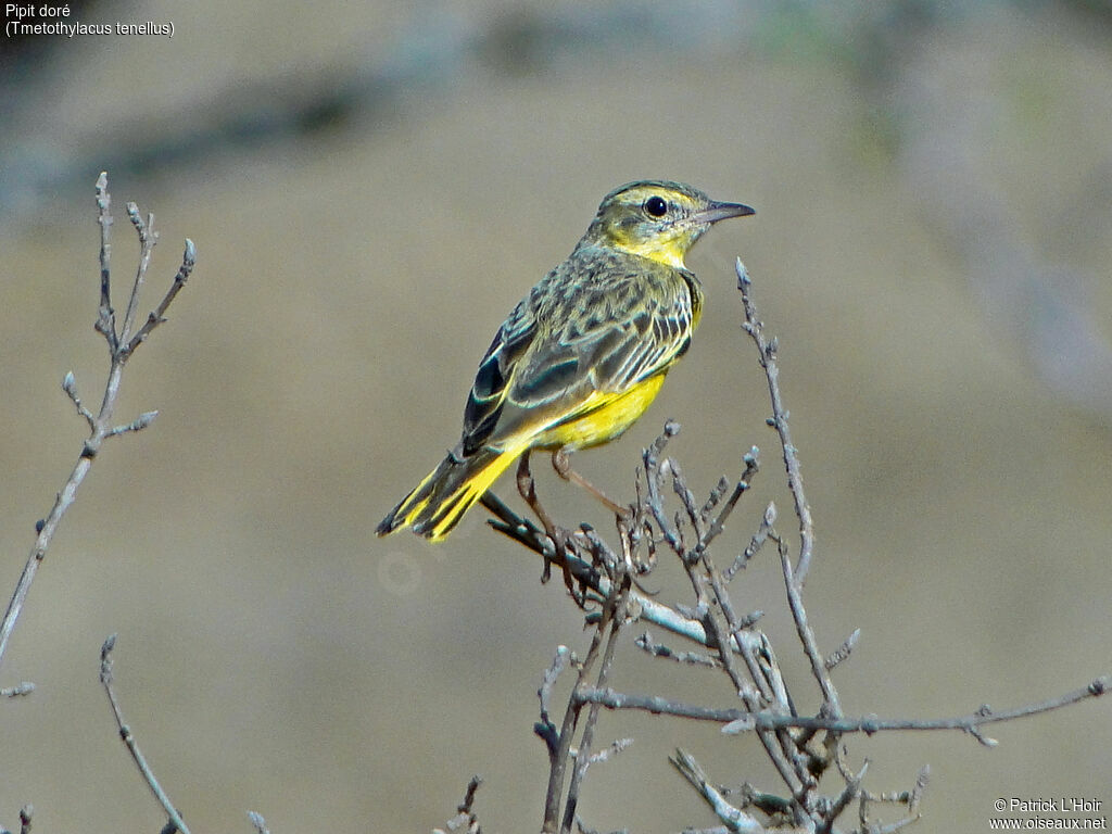 Pipit doré