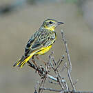 Pipit doré
