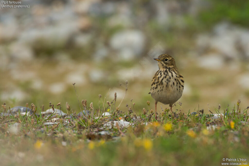 Meadow Pipit