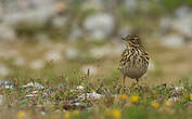 Pipit farlouse