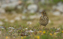 Pipit farlouse