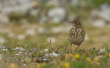 Pipit farlouse