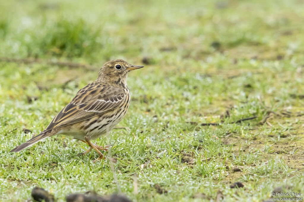 Meadow Pipit