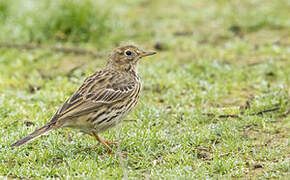 Pipit farlouse