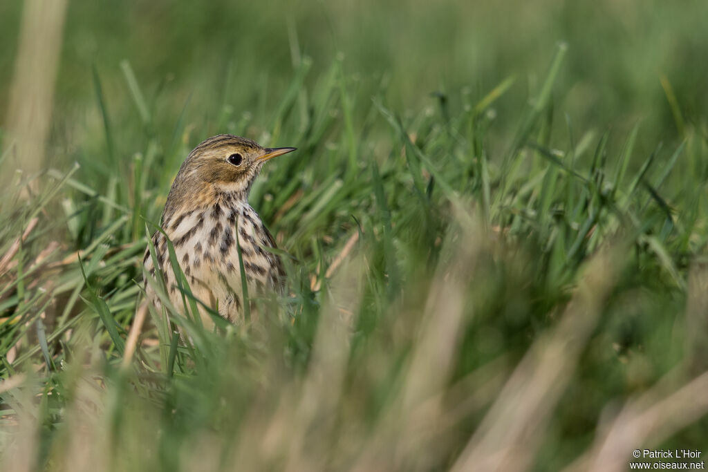 Pipit farlouseadulte internuptial