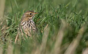 Pipit farlouse