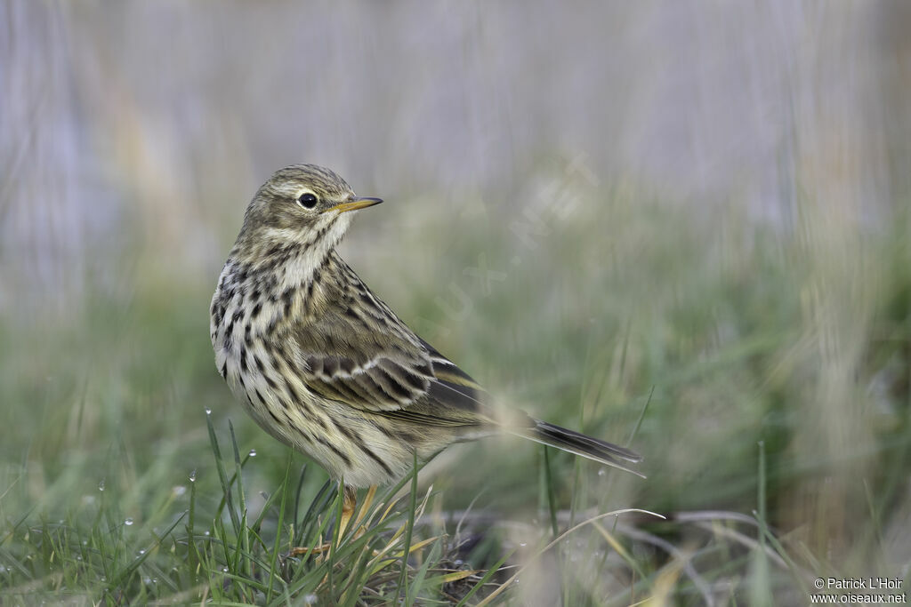 Pipit farlouse