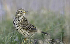 Meadow Pipit